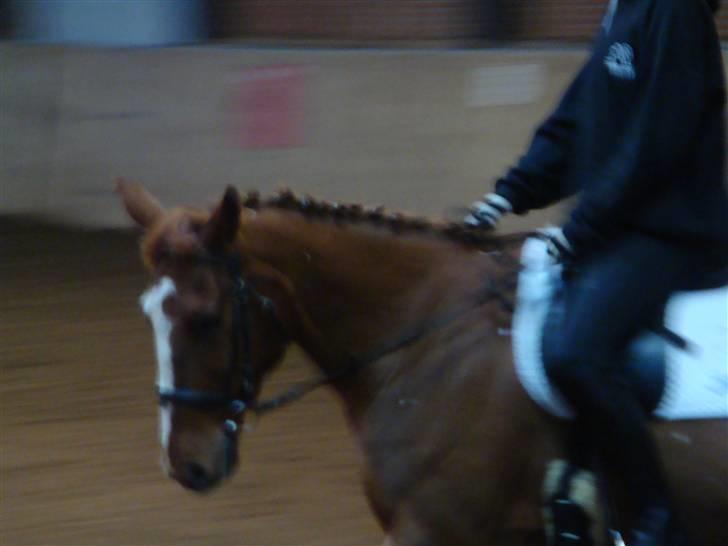 Anden særlig race Chanel  billede 5