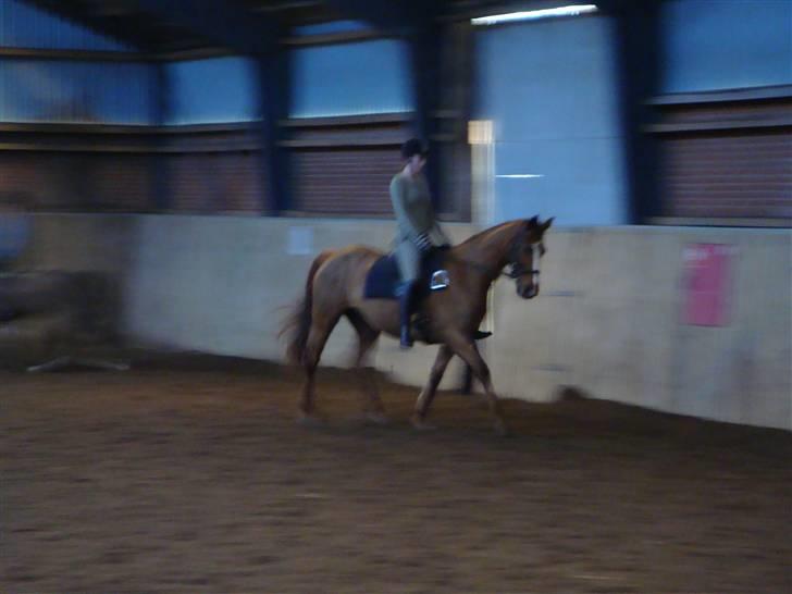 Anden særlig race Chanel  billede 6