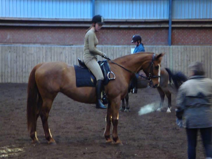 Anden særlig race Chanel  billede 7