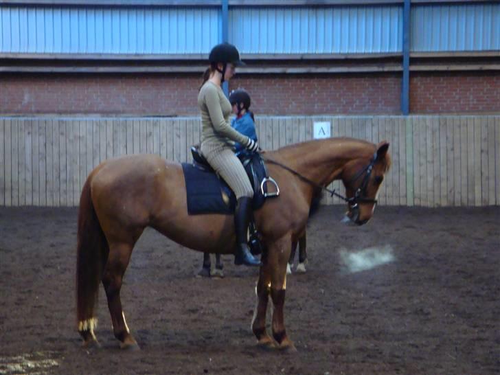 Anden særlig race Chanel  billede 8