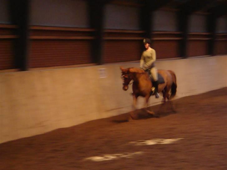 Anden særlig race Chanel  billede 9