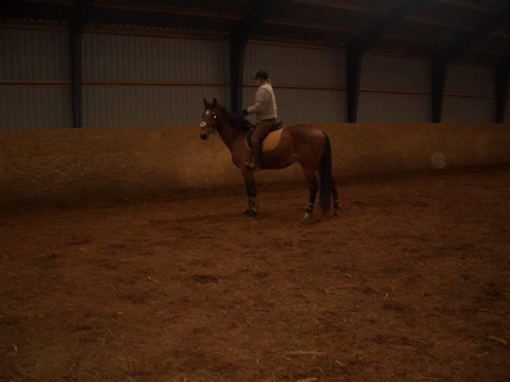 Dansk Varmblod Bakkebo´s Le´ Moni- Rip smukke limse ?? billede 10