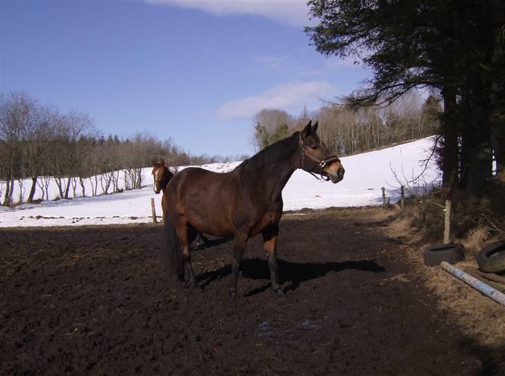 Dansk Varmblod lolitta skovgaard-solgt billede 11