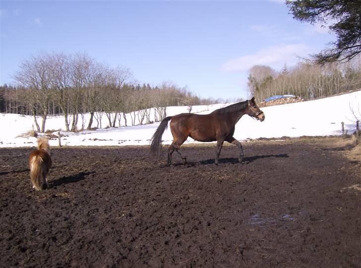 Dansk Varmblod lolitta skovgaard-solgt billede 12