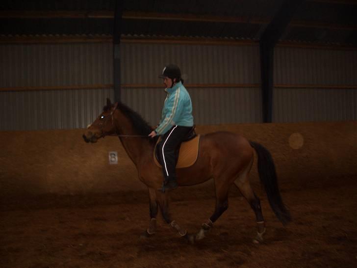 Dansk Varmblod Bakkebo´s Le´ Moni- Rip smukke limse ?? billede 12