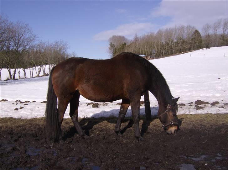 Dansk Varmblod lolitta skovgaard-solgt billede 13