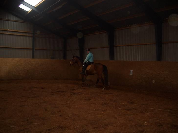 Dansk Varmblod Bakkebo´s Le´ Moni- Rip smukke limse ?? billede 13