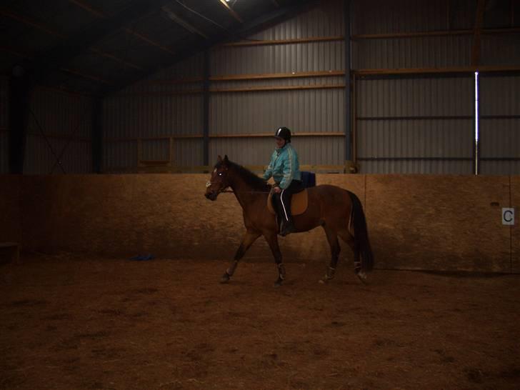 Dansk Varmblod Bakkebo´s Le´ Moni- Rip smukke limse ?? billede 14