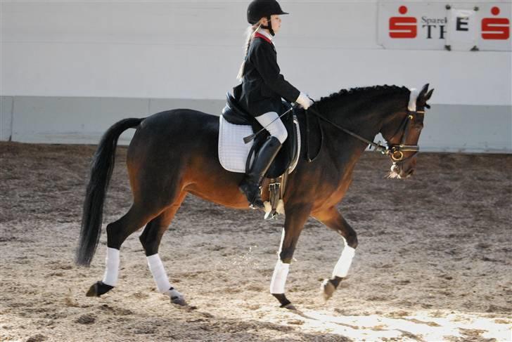 Tysk Sportspony Hovgården`s Pretty Lady billede 7