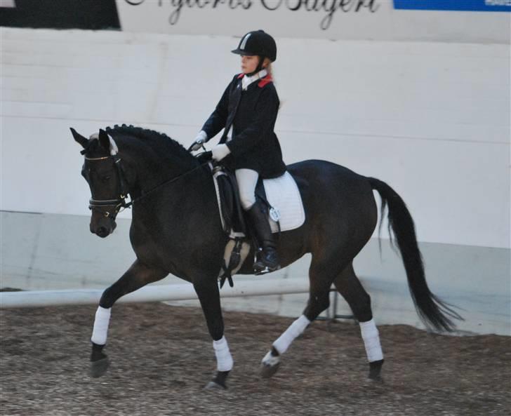 Tysk Sportspony Hovgården`s Pretty Lady billede 8