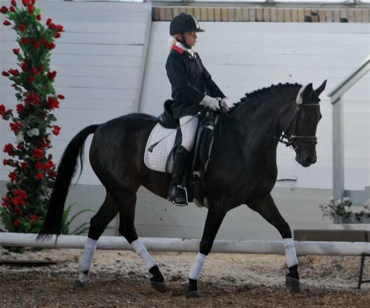 Tysk Sportspony Hovgården`s Pretty Lady billede 9