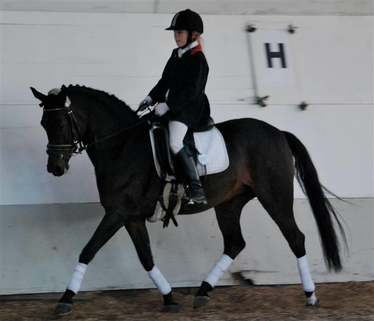 Tysk Sportspony Hovgården`s Pretty Lady billede 10