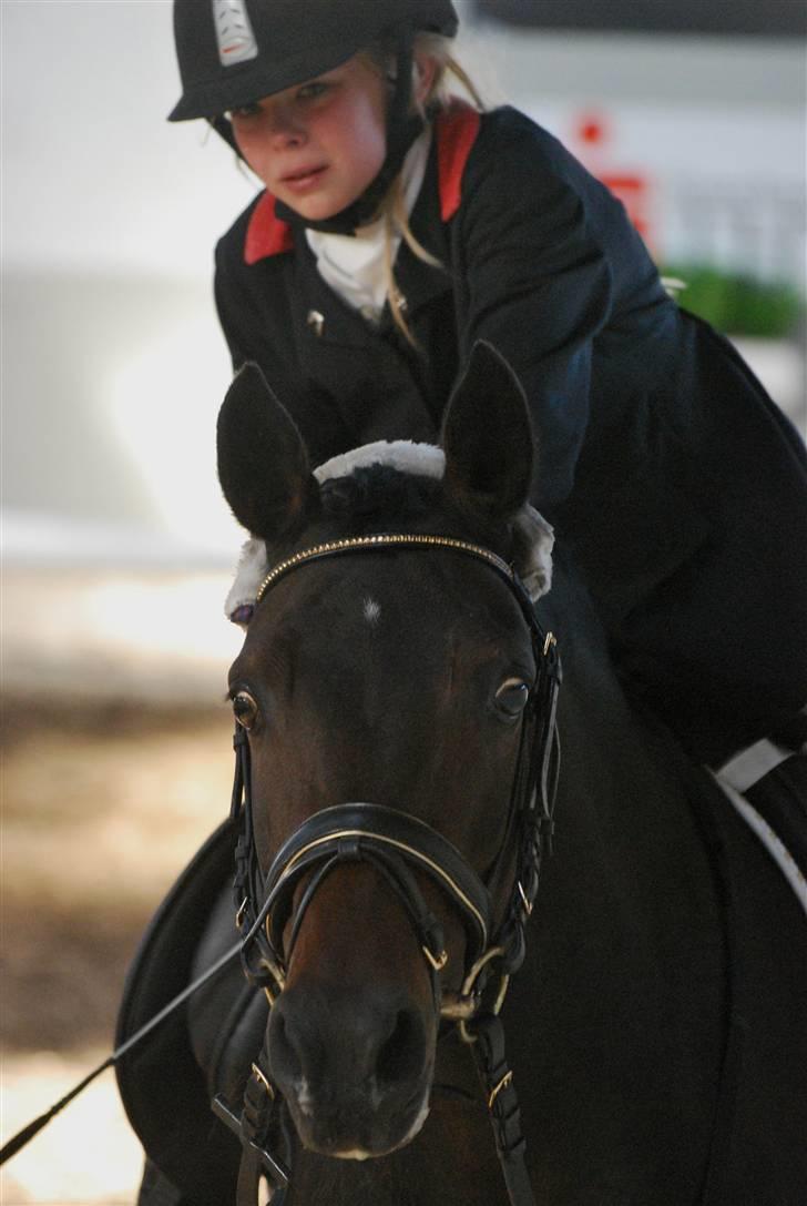 Tysk Sportspony Hovgården`s Pretty Lady billede 11