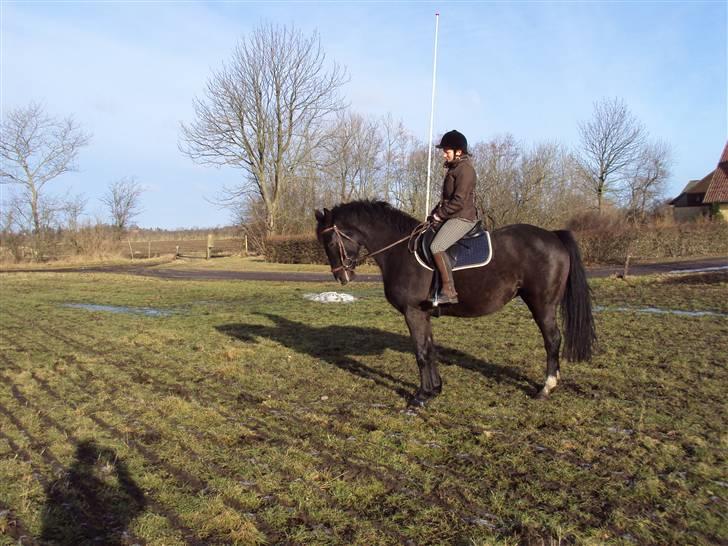 Dansk Varmblod baya - 16 marts 2010 billede 11