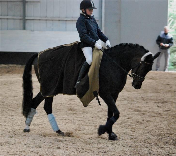 Tysk Sportspony Hovgården`s Pretty Lady billede 12