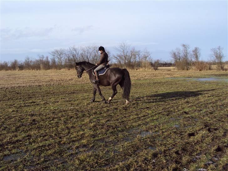 Dansk Varmblod baya - 16-3-2010 billede 12