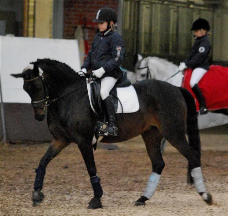 Tysk Sportspony Hovgården`s Pretty Lady billede 13