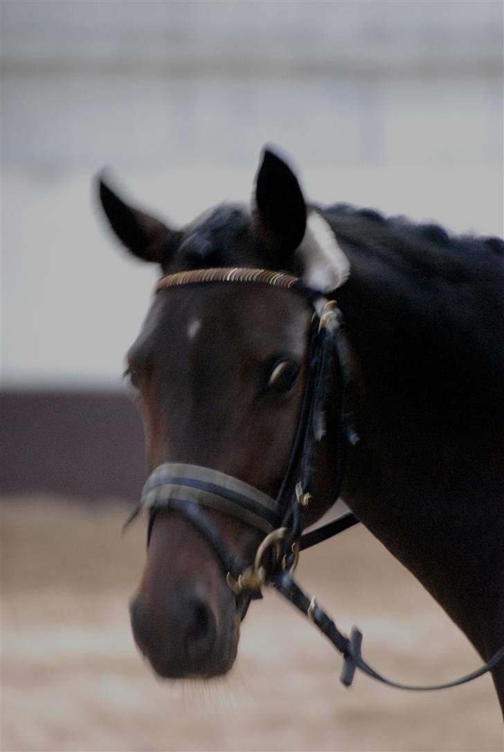 Tysk Sportspony Hovgården`s Pretty Lady billede 14