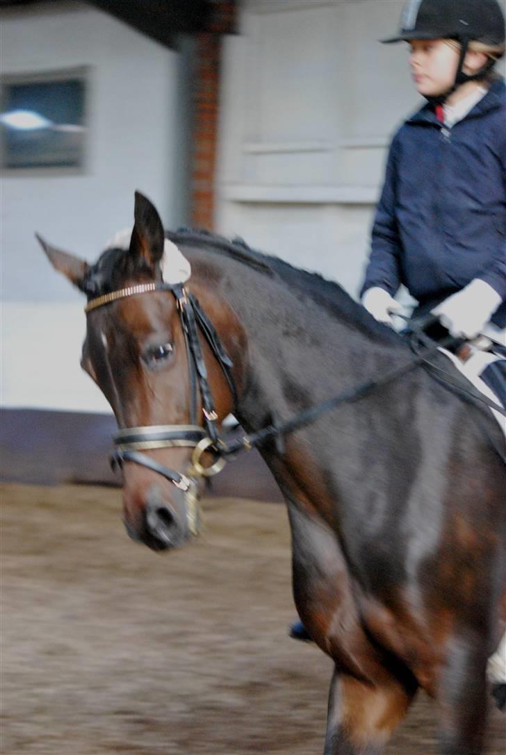 Tysk Sportspony Hovgården`s Pretty Lady billede 15