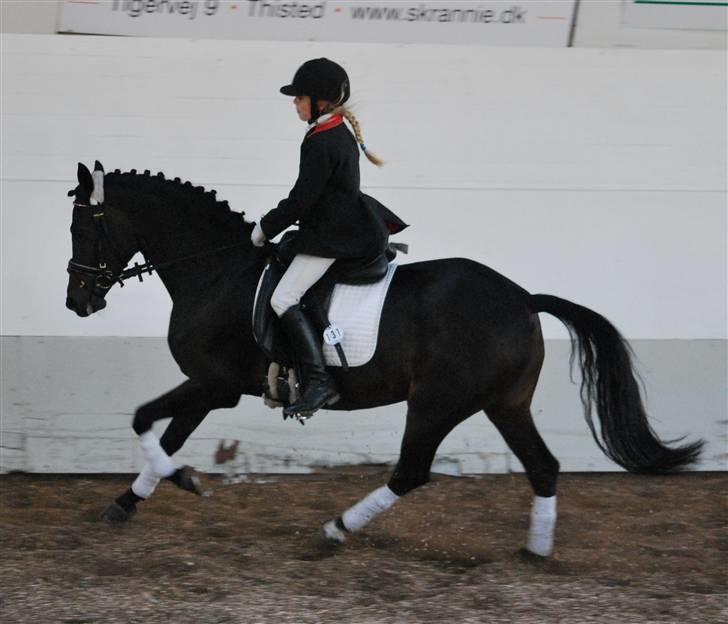 Tysk Sportspony Hovgården`s Pretty Lady billede 16