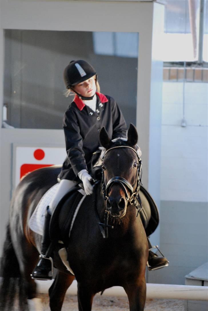 Tysk Sportspony Hovgården`s Pretty Lady billede 17