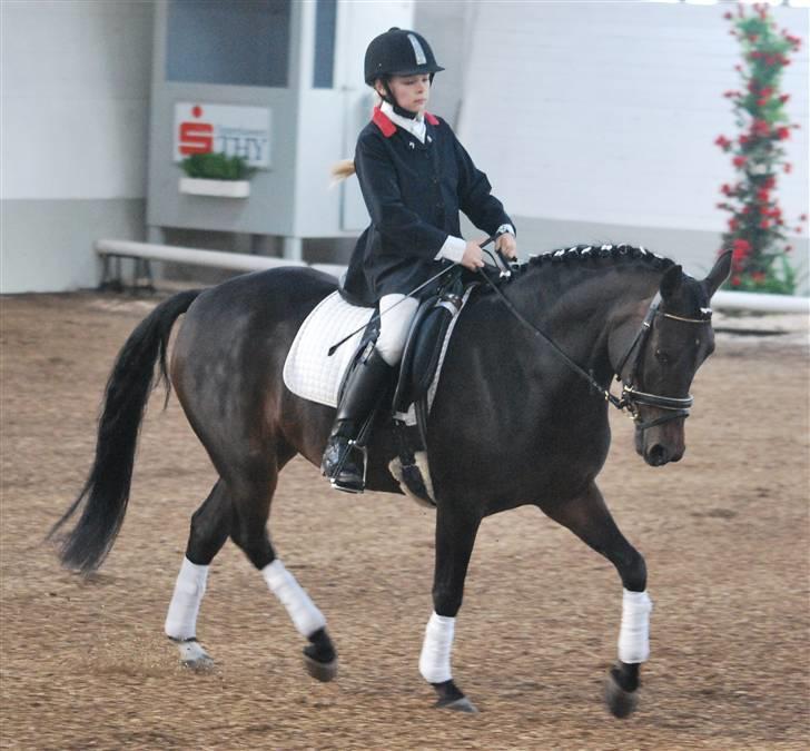 Tysk Sportspony Hovgården`s Pretty Lady billede 18