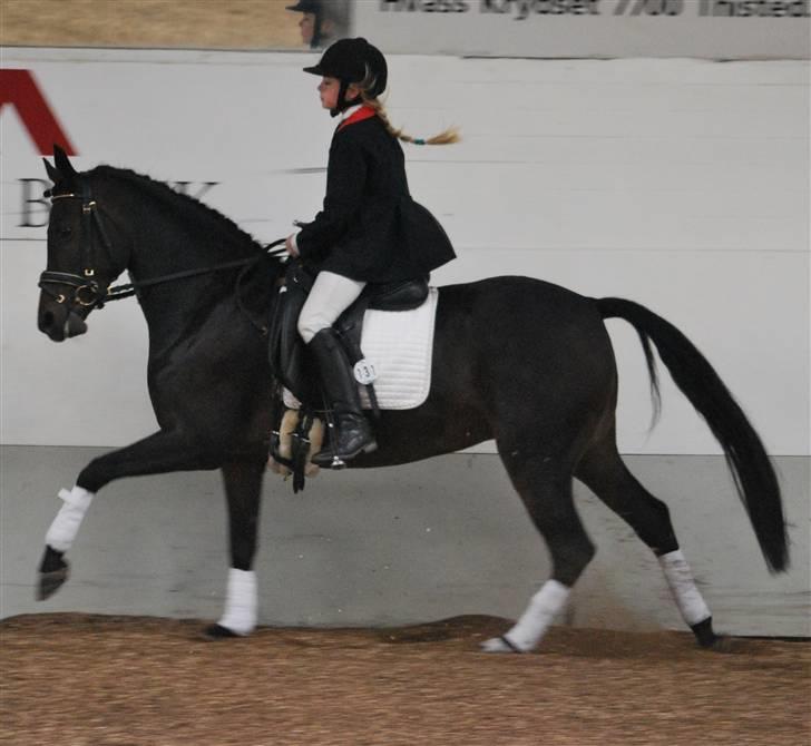 Tysk Sportspony Hovgården`s Pretty Lady billede 19