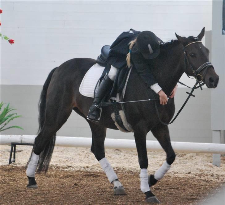 Tysk Sportspony Hovgården`s Pretty Lady billede 20