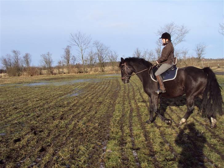 Dansk Varmblod baya - 16-03-2010 billede 13