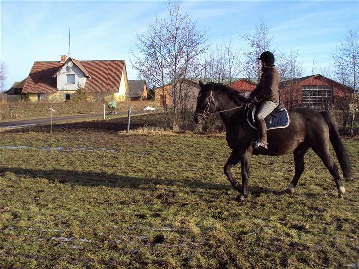 Dansk Varmblod baya - 16-03-2010 billede 14