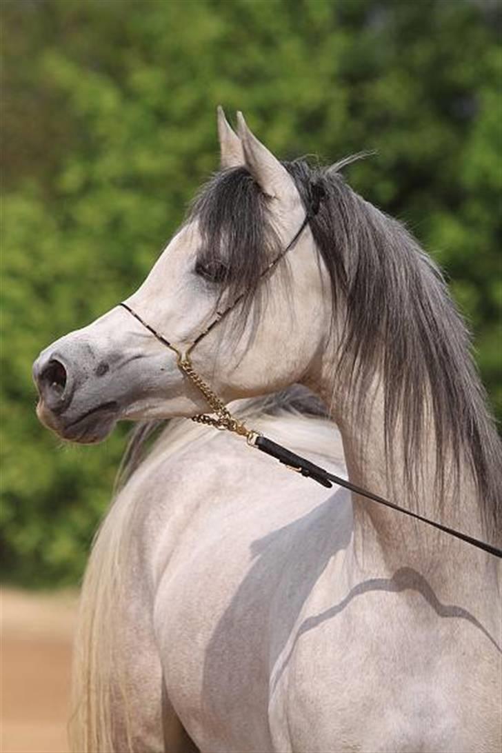 Arabisk fuldblod (OX) Carisma Bint Psaida - UDLÅNT billede 8