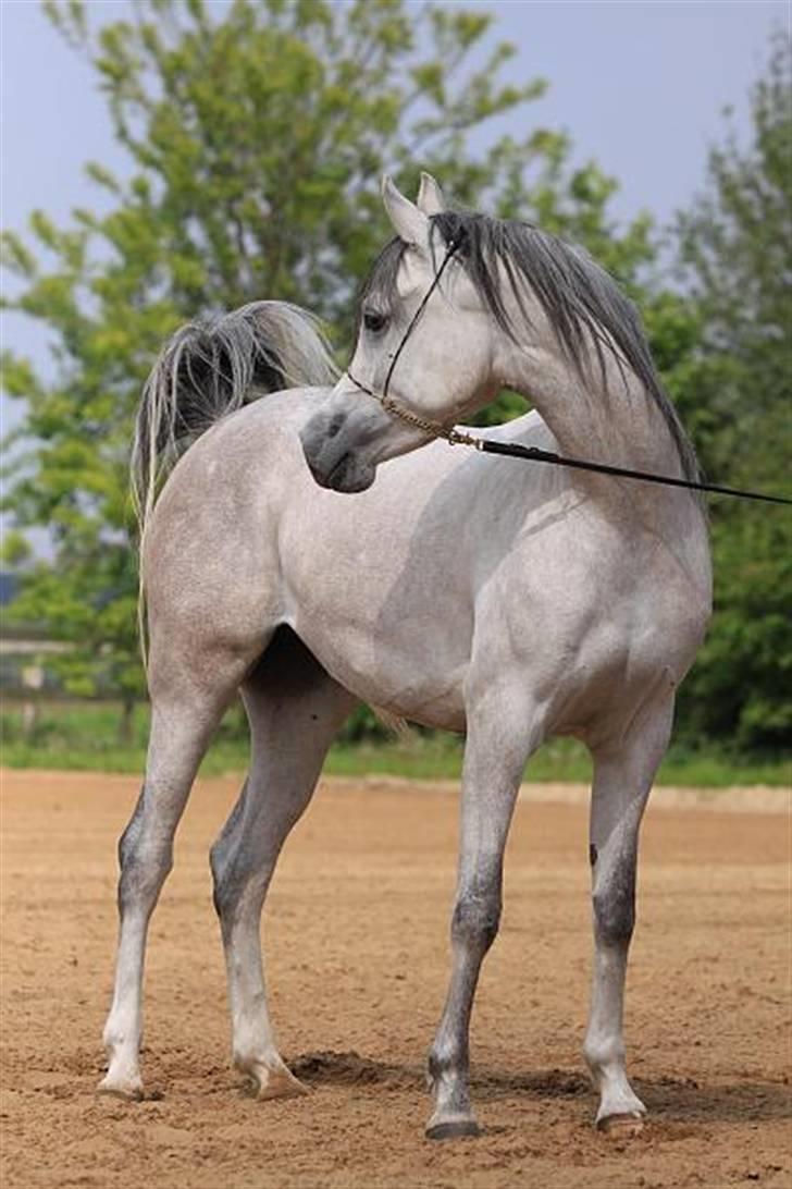 Arabisk fuldblod (OX) Carisma Bint Psaida - UDLÅNT billede 9