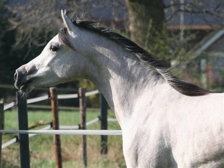 Arabisk fuldblod (OX) Carisma Bint Psaida - UDLÅNT billede 10