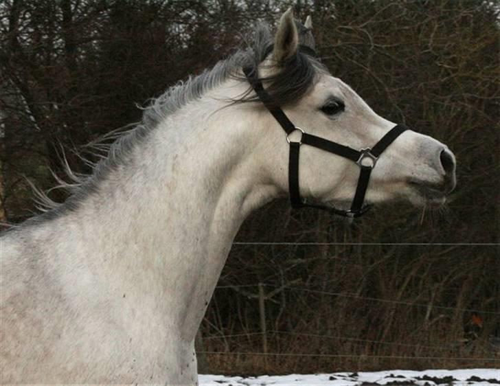 Arabisk fuldblod (OX) Carisma Bint Psaida - UDLÅNT - Randers 14.03.2010 billede 11