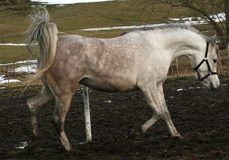 Arabisk fuldblod (OX) Carisma Bint Psaida - UDLÅNT - Randers 14.03.2010 billede 12