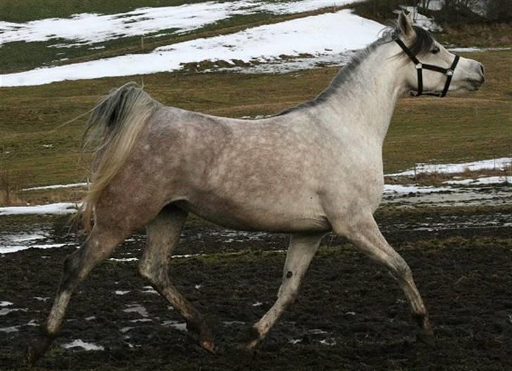 Arabisk fuldblod (OX) Carisma Bint Psaida - UDLÅNT - Randers 14.03.2010 billede 14