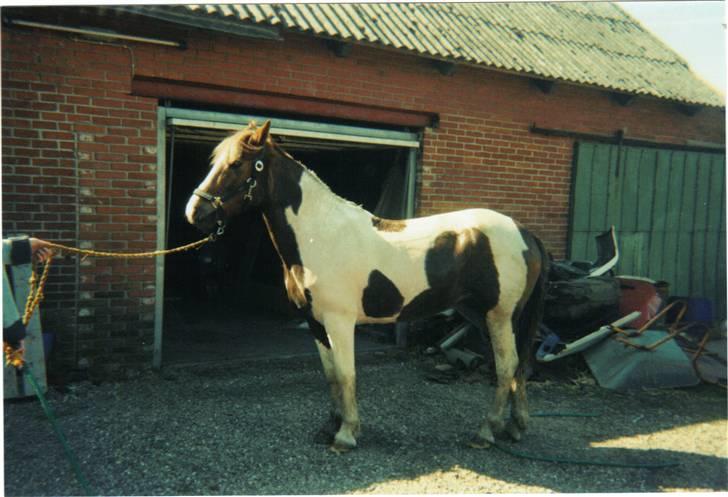Anden særlig race sandy<3 R.I.P - sandy som lige skal i bad en dejlig sommerdag billede 1