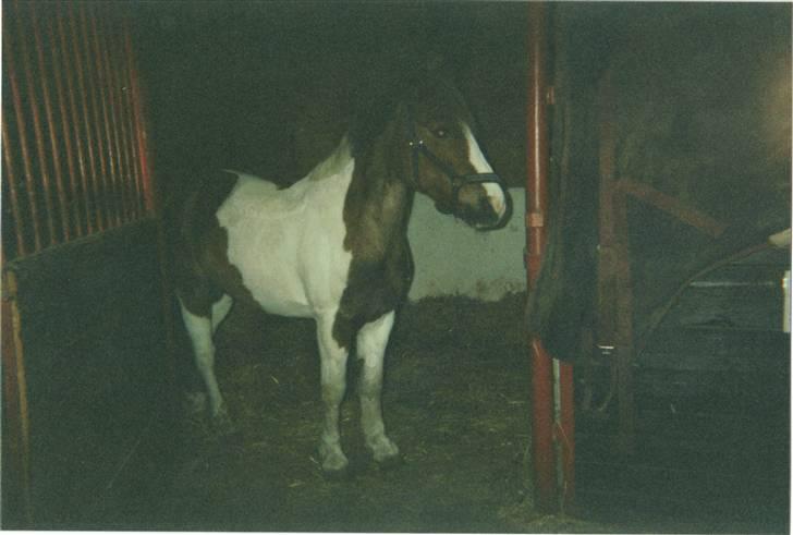 Anden særlig race sandy<3 R.I.P - sandy i boksen på PIH billede 2