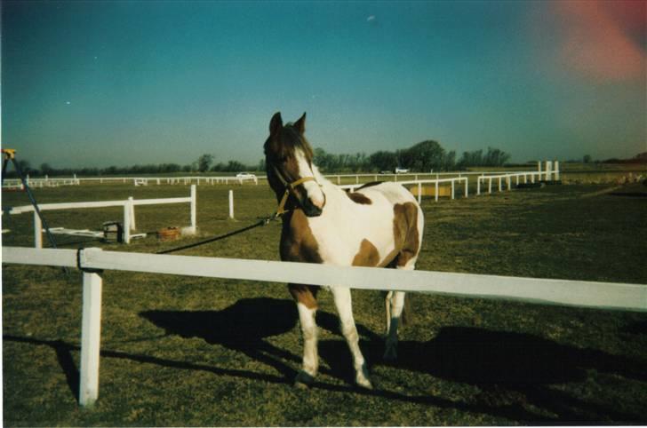 Anden særlig race sandy<3 R.I.P - til stævne i hejlsminde:) billede 5