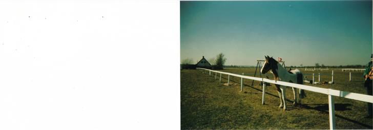 Anden særlig race sandy<3 R.I.P - til stævne i hejlsminde:) billede 6