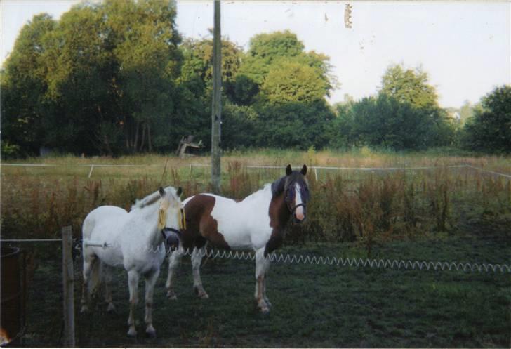 Anden særlig race sandy<3 R.I.P - mine dejlige stjerne ponyer .. ved kelstrup..  billede 7
