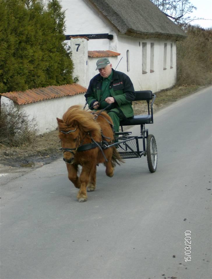 Shetlænder Hansen billede 15