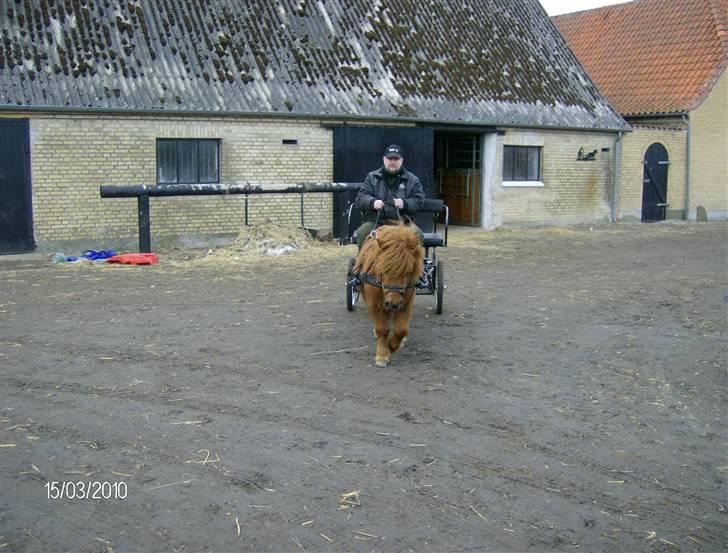 Shetlænder Hansen billede 16