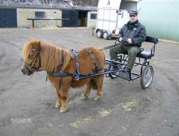 Shetlænder Hansen billede 17