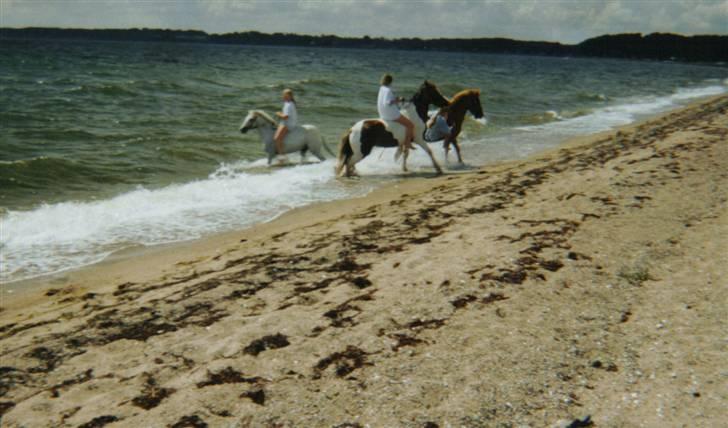 Anden særlig race sandy<3 R.I.P - en af de første sammere ved kelstrup strand:) hvior vi da havde det sjovt.. tror i også nedja havde det? hende der falder af.. hehe billede 13