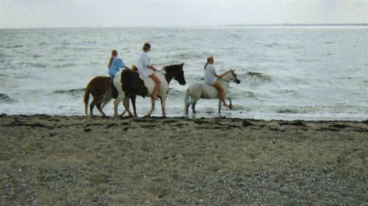 Anden særlig race sandy<3 R.I.P - en skøn sommer.. hun elskede at bade ved stranden billede 14