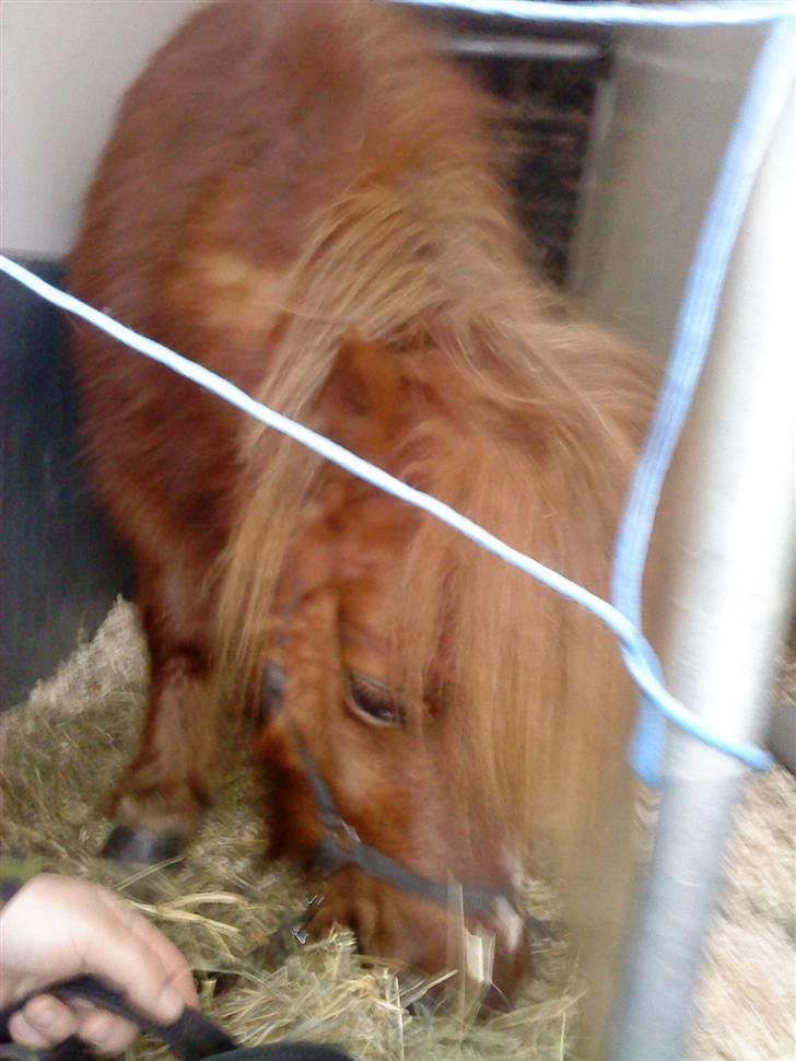 Shetlænder hannibal - her står han i traileren... på vej hjem fra køgeegnen.. som i kan se er han ikke spesielt bekymrede over at blive transpoteret billede 2