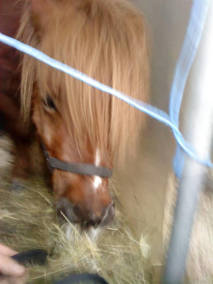 Shetlænder hannibal billede 3