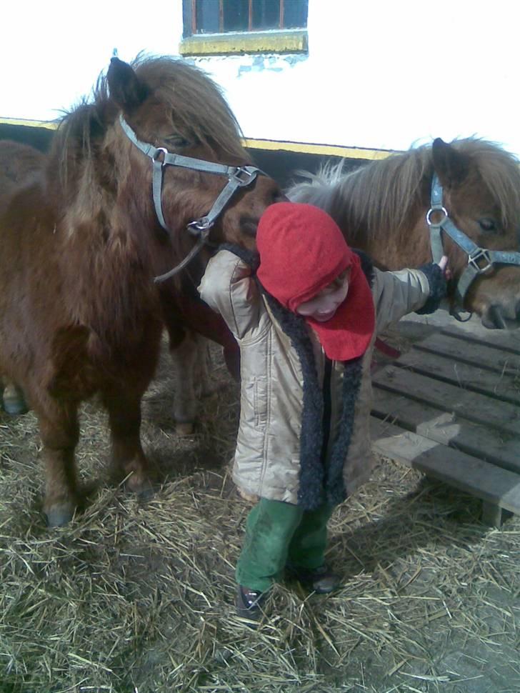 Shetlænder hannibal - møsser.... han syntes det er vildt dejligt at blive nusset og hyggede om billede 4