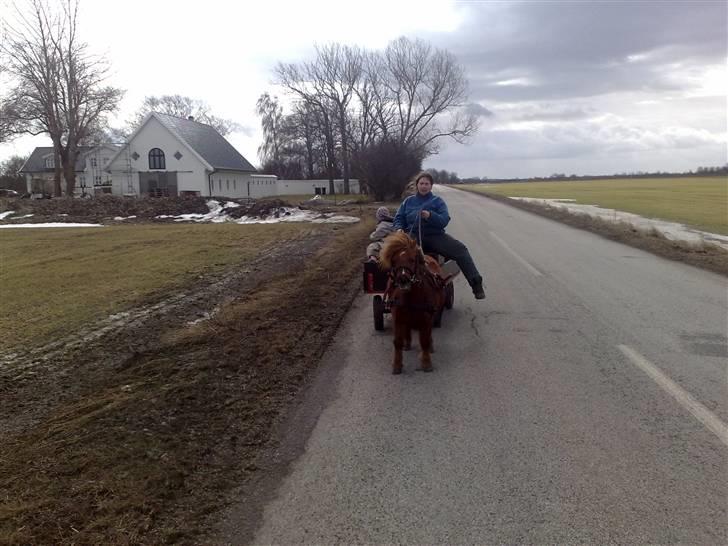 Shetlænder hannibal - første gang jeg sider i vognen... benet er ude for at kunne hoppe af hvis der skulle ske noget billede 5